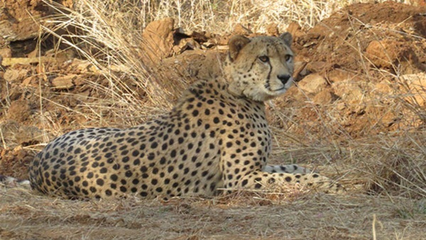 naidunia_image